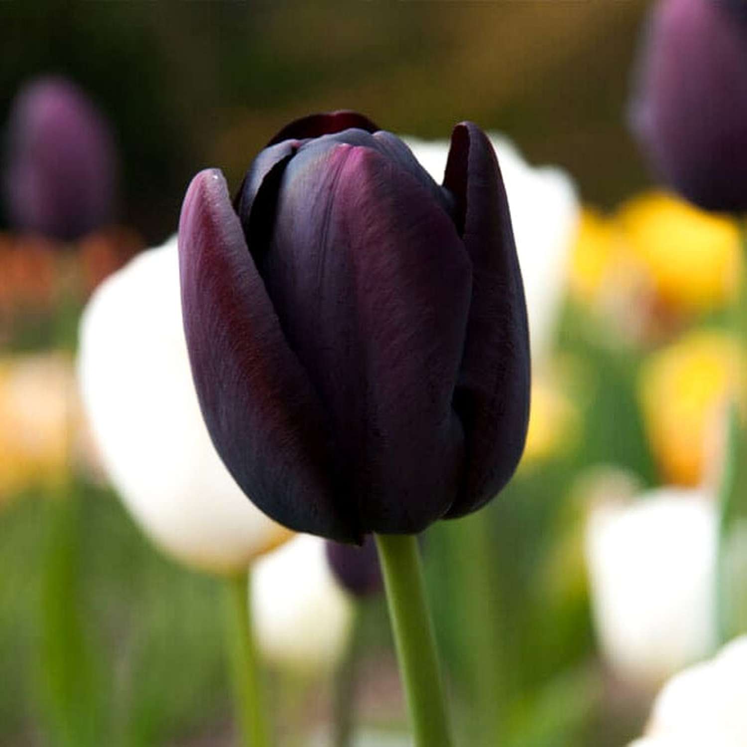 Tulip 'Queen of Night'